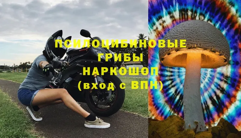 закладка  Лукоянов  Псилоцибиновые грибы Cubensis 